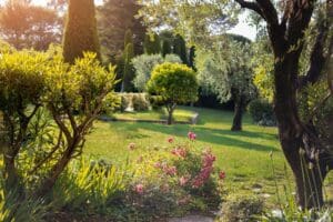 Green lawn and trees.