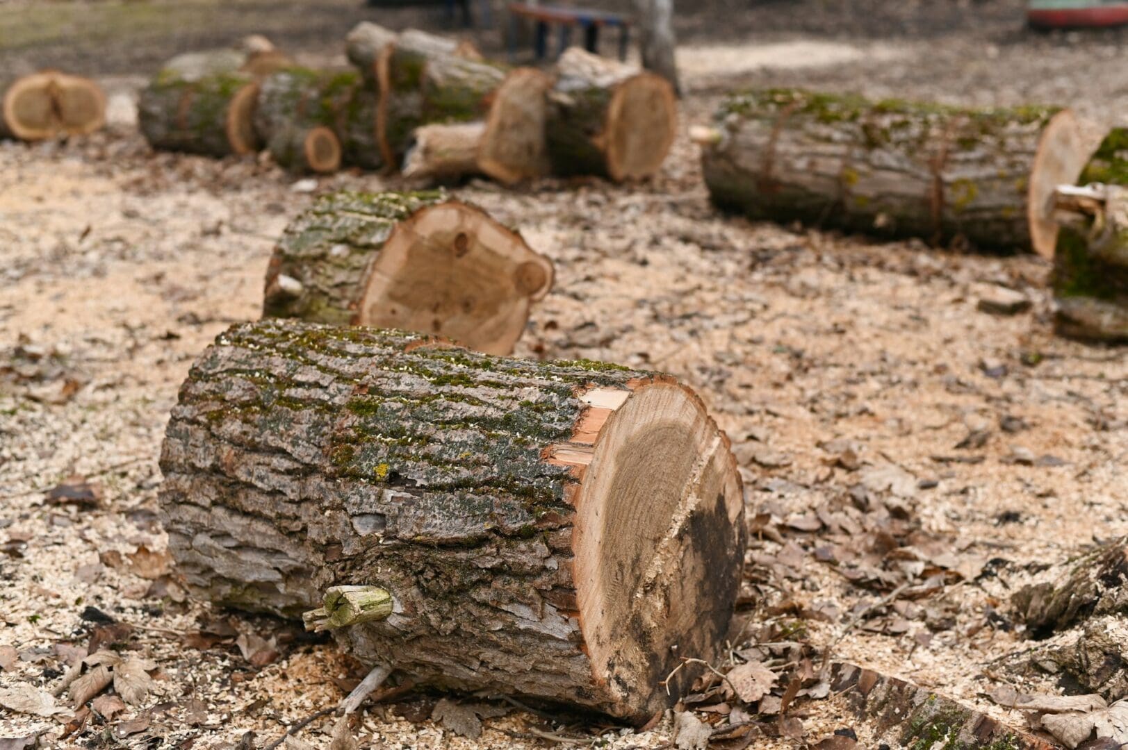 a tree sawn into logs.