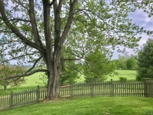 Tree Removal | Greentrail Landscape and Design
